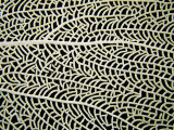 A Close View of a Sea Fan