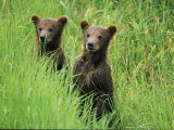 Alaskan Brown Bear Cubs Wait in Long Grass for Their Mother