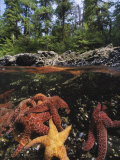 Buy A Group of Ochre Sea Stars Clustered on a Rocky Shore at AllPosters.com
