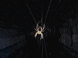 Argiope (Orb Weaver) Spider on an Intricately Woven Web