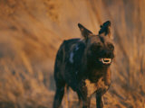 An African Wild Dog Bares its Teeth in Warning