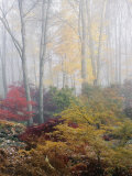 Buy Japanese Maple Trees in the Fog at AllPosters.com
