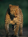 Portrait of a Five-Year-Old Leopard