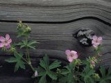 Close View of Woodland Wildflowers, Yellowstone National Park