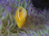A Pink Anemonefish Nestles Among Sea Anemone Tentacles