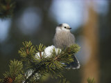A Gray Jay, Also Known as a Canada Jay, Sits on a Pine Bough