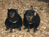 Buy Tasmanian Devils, Tasmania, Australia at AllPosters.com