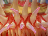 A Close View of a Red Sea Anemones Tentacles