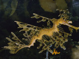 Buy Leafy Sea Dragon at AllPosters.com