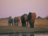 Elephants Roam the Plains of Moremi Game Reserve