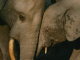 Buy A Female Forest Elephant Bonds with Her Baby at AllPosters.com