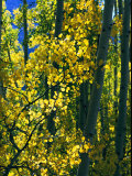 Sunlight Filters Through the Autumn Leaves of Aspen Trees