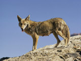 Buy Coyote at AllPosters.com