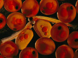 A Magnified View of Atlantic Salmon Eggs