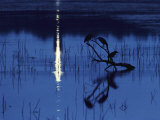 Herons Silhouetted on a Branch in a Chincoteague Marsh