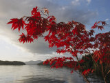 A Maple Tree in Fall Foliage Frames a View of Barnard Harbour Photographic Print