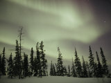 The Aurora Borealis Shimmers in the Sky Above Silhouetted Evergreeens