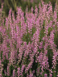 Heather in Bloom on Hiddensee Island
