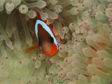 An Anemonefish Nestles Among Sea Anemone Tentacles