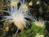 A Group of Sea Anemones Clinging to Rocks Wave Their Tentacles