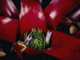 Buy Frog in a Bromeliad Plant at AllPosters.com