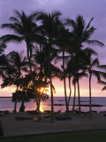 Coconut Trees Silhouetted on Mauna Lani Bay Hotels Beach at Sunset