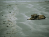 Gray Wolf on Beach
