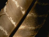 Magnified View of a Red-Tailed Hawk Feather
