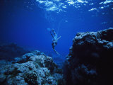 Spearfishing in the Bay