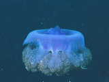 A Jellyfish Undulates its Bell as it Swims in Blue Seas