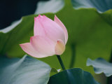 A Chinese Lotus Flower