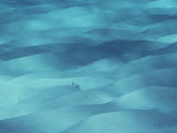 Buy A Flounder Blends in with the Ocean Floor at AllPosters.com