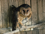 Buy Captive Tasmanian Masked Owl at AllPosters.com