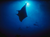 A Silhouetted Manta Ray Swims in Deep Blue Water