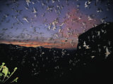 Buy Thousands of Wrinkled-Lipped Bats Fly out of a Cave at Dusk at AllPosters.com
