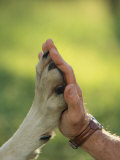 Jim Dutcher Places His Hand to the Paw of a Gray Wolf, Canis Lupus
