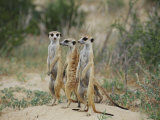 Three Meerkats
