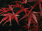 Buy Japanese Maple Tree (Acer Palmatum), Leaves Covered with Dew at AllPosters.com