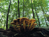 Mushrooms Growing on a Dead Beech Tree