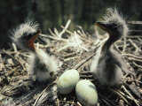 Buy Two Great Blue Heron Fledglings Sit Near Eggs in a Nest at AllPosters.com