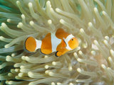Clown Anemonefish in Sea Anemone, Pacific Ocean