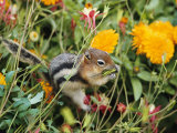 A Golden-Mantled Ground Squirrel Nibbles a Meal Amidst Wildflowers