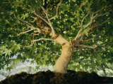 A Bonsai Japanese Maple Tree (Acer Palmatum)