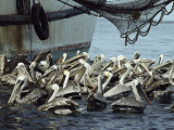 Pelicans Float in Water Near a Shrimp Boat