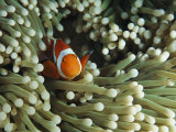 Clown Anemonefish in Sea Anemone, Pacific Ocean