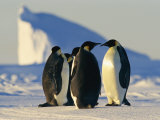 Emperor Penguins on the Frozen Southern Ocean
