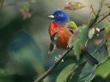 Painted Bunting (Passerina Ciris), Corkscrew Swamp Sanctuary, Florida