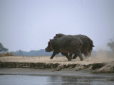 Two Hippos Stir up Dust as They Trot Along the Waters Edge