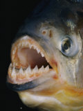 Buy Close-up of a Piranha at AllPosters.com