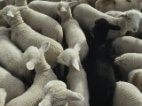 Lambs in a Pen Seen from Above